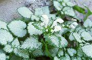 fehér Virág Lamium, Árvacsalán  fénykép