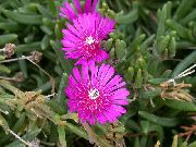 roz Floare Plantă Gheață Hardy (Delosperma) fotografie