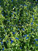 garden flowers dark blue Day Flower, Spiderwort, Widows Tears Commelina photos, description, cultivation and planting, care and watering