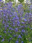 modrý Kvetina Taliančina Pilát, Taliančina Alkanet, Letná Forget-Me-Not (Anchusa) fotografie