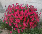 Petunia Fortunia წითელი ყვავილების