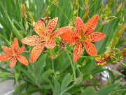 Blackberry Lily, Leopard Lilie oranžový Květina