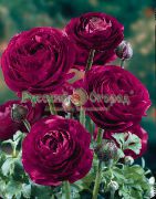 Ranunculus, Persneska Buttercup, Turban Buttercup, Persneska Crowfoot burgundy Blóm