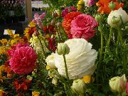 Ranunculus, Farsça Çiçeği, Türban Çiçeği, Farsça Crowfoot beyaz çiçek