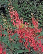 Cape Fuchsia rood Bloem