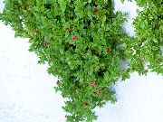 декоративные садовые цветы красные Аптения фото, описание, выращивание и посадка, уход и полив