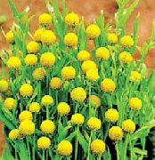 Цефалофора (Сунична Трава) жовтий Квітка