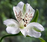бял Цвете Alstroemeria, Перуанска Лилия, Момина Инките  снимка