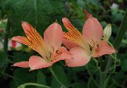 розов Цвете Alstroemeria, Перуанска Лилия, Момина Инките  снимка