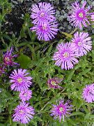 lila Bloem Ijs Plant (Mesembryanthemum crystallinum) foto