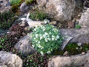 Rock Salata bijela Cvijet