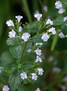liliac Floare Mai Mică Calamint (Calamintha) fotografie