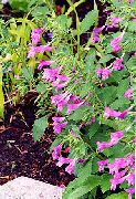 Weniger Minze rosa Blume