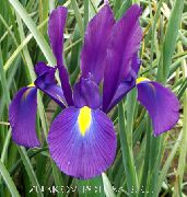 Holandiešu Varavīksnene, Spāņu Iris purpurs Zieds