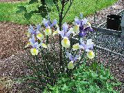 Holandiešu Varavīksnene, Spāņu Iris gaiši zils Zieds