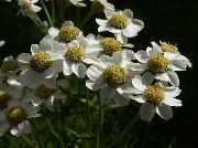alb Floare Sneezewort, Sneezeweed, Brideflower (Achillea ptarmica) fotografie