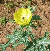 Argemona sarı çiçek