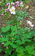 розов Цвете Японски Анемония (Anemone hupehensis) снимка