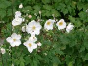 Anemone Japoneză alb Floare
