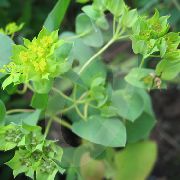 Thoroughwax Rotundifolia zielony Kwiat