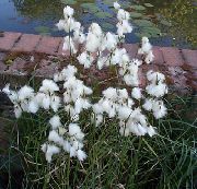 λευκό λουλούδι Βαμβάκι Γρασίδι (Eriophorum) φωτογραφία