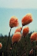 oranžový Květina Suchopýr (Eriophorum) fotografie