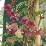burgonja Cvijet Pet List Akebia, Čokolada Vino (Akebia quinata) foto