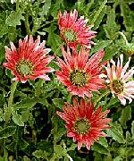 Kapgänseblümchen, Monarch Der Steppe rot Blume