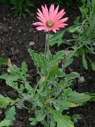 Kapgänseblümchen, Monarch Der Steppe rosa Blume