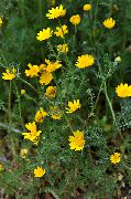 Анациклюс Радіатус (Анациклюс Променистий) жовтий Квітка