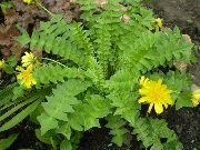 garden flowers yellow Odorous Pig Salad Aposeris foetida photos, description, cultivation and planting, care and watering