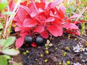 garden flowers red Arctous  Arctous  photos, description, cultivation and planting, care and watering