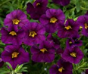 Calibrachoa, Milj Zvaniņi purpurs Zieds