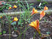 oranje Bloem Regen Lelie (Habranthus) foto