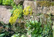 galben Floare Coada Miel (Chiastophyllum oppositifolia) fotografie
