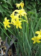 žlutý Květina Peruánský Narcis, Parfémované Víla Lilie, Delikátní Lilie (Chlidanthus fragrans) fotografie