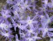 Herlighed Solen lyseblå Blomst