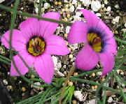 garden flowers pink Romulea Romulea photos, description, cultivation and planting, care and watering