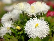 білий Квітка Астра Новоанглійських (Aster novae-angliae) фото
