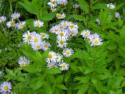 Альпі Aster жұпаргүл Гүл