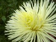 Астра Однорічна (Каллістефус) жовтий Квітка