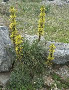 Königs Speer gelb Blume