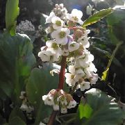 Bergenia branco Flor