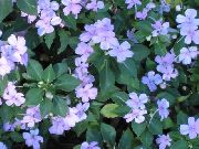 açık mavi çiçek Sabır Bitkisi, Balsam, Mücevher Ot, Yoğun Lizzie (Impatiens) fotoğraf