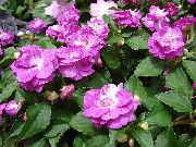 Φυτό Υπομονή, Βάλσαμο, Κόσμημα Ζιζανίων, Απασχολημένος Lizzie ροζ λουλούδι