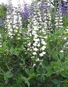 Баптізія білий Квітка