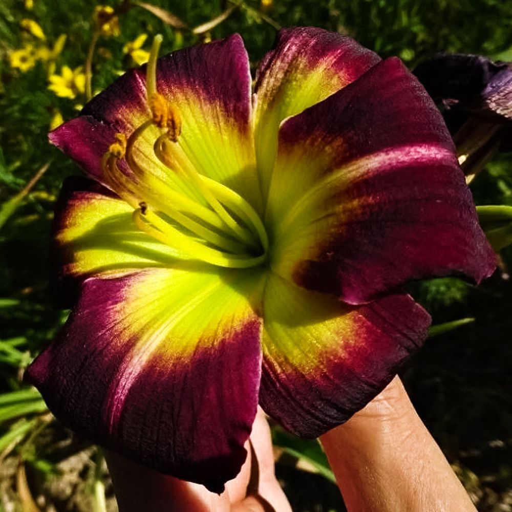 ���� �������� ���� �����  