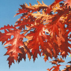 ���� ��� ������� �����  