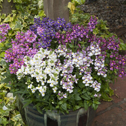 ���� ������� ����� ����� ������� ���� (1��-1000��)  