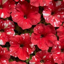 ���� ������� ����������� ��� ���� ��� (1��-100�����) ���������������� ������  